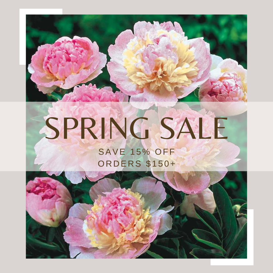 Spring Sale